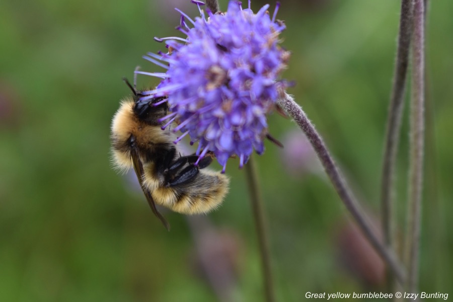 Great yellow bumblebee